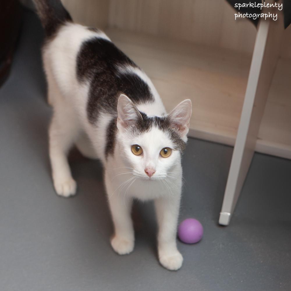 Enlarge Rory, a Adoptable Domestic Short Hair in Ridgefield, CT image 4/4