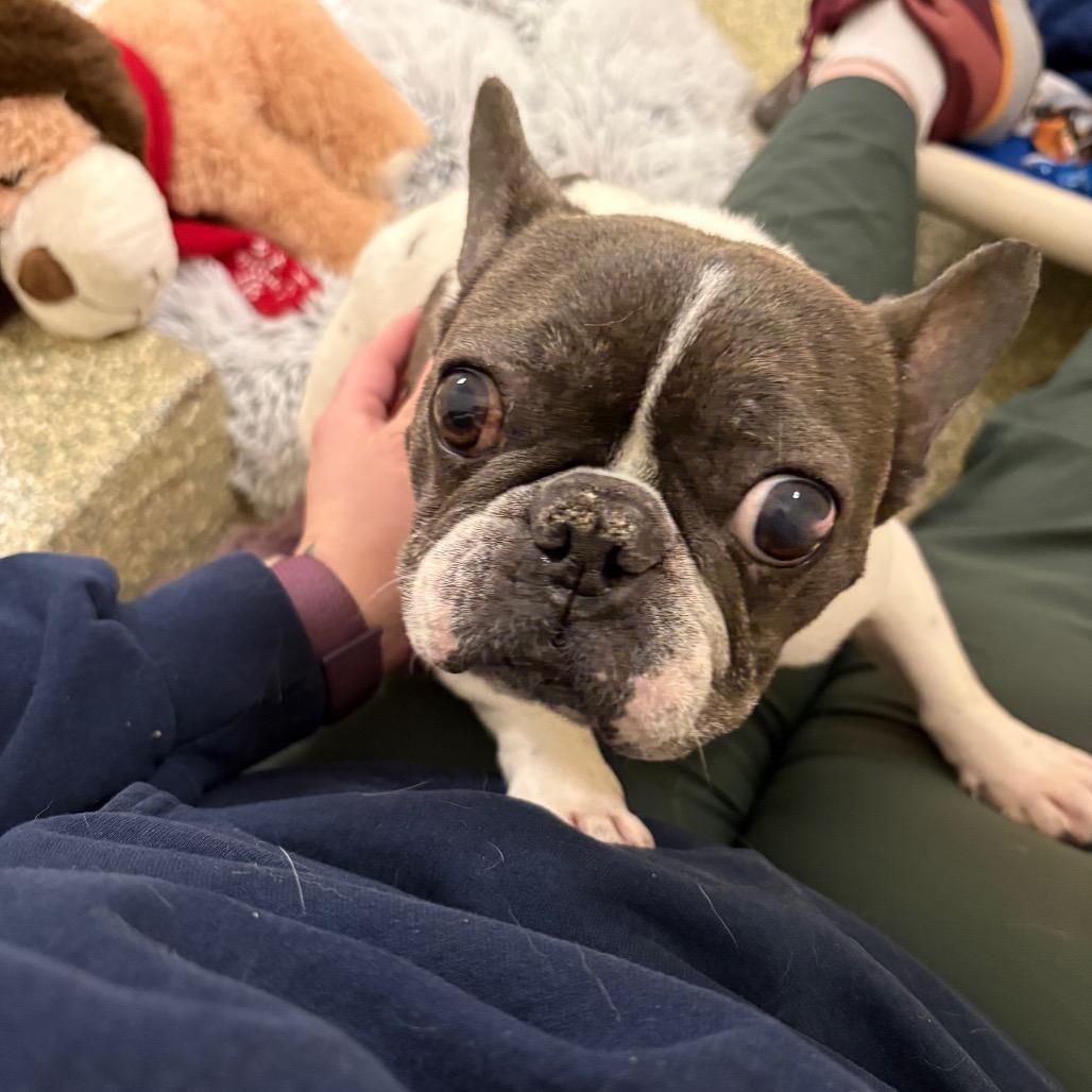 Enlarge Moo mae, a Adoptable French Bulldog in Bedford, NH image 1/4