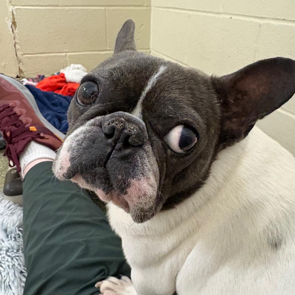 Enlarge Moo mae, a Adoptable French Bulldog in Bedford, NH image 3/4