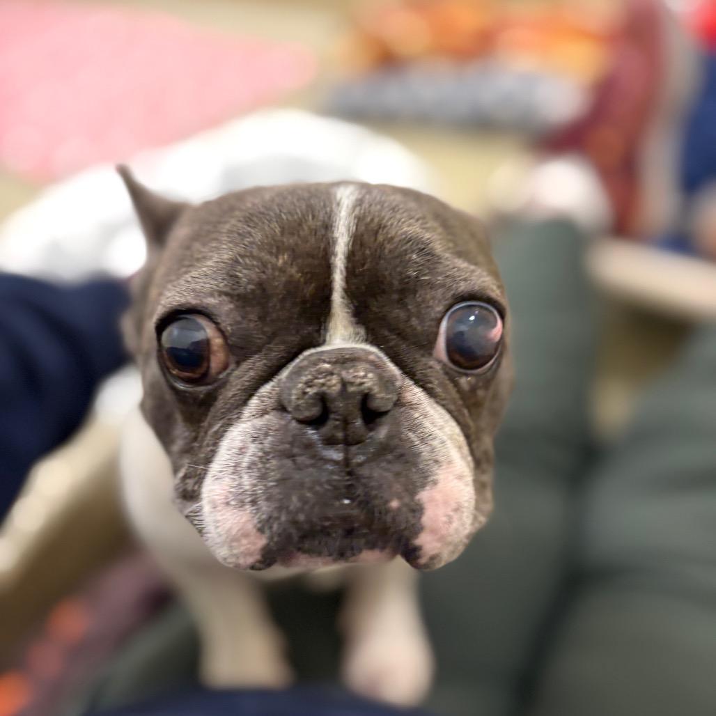 Enlarge Moo mae, a Adoptable French Bulldog in Bedford, NH image 4/4