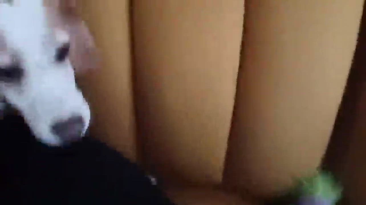 Enlarge Petey, a Adopted mixed breed in Godfrey, IL video 5/9