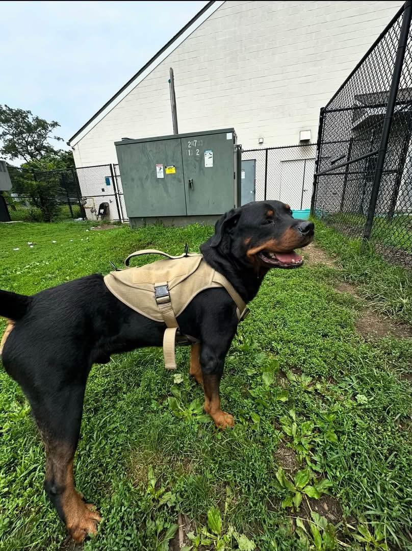 Enlarge Tito, a Adopted Rottweiler in Yonkers, NY image 2/5