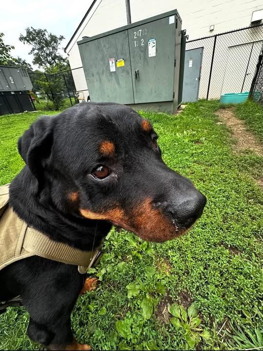 Enlarge Tito, a Adopted Rottweiler in Yonkers, NY image 4/5