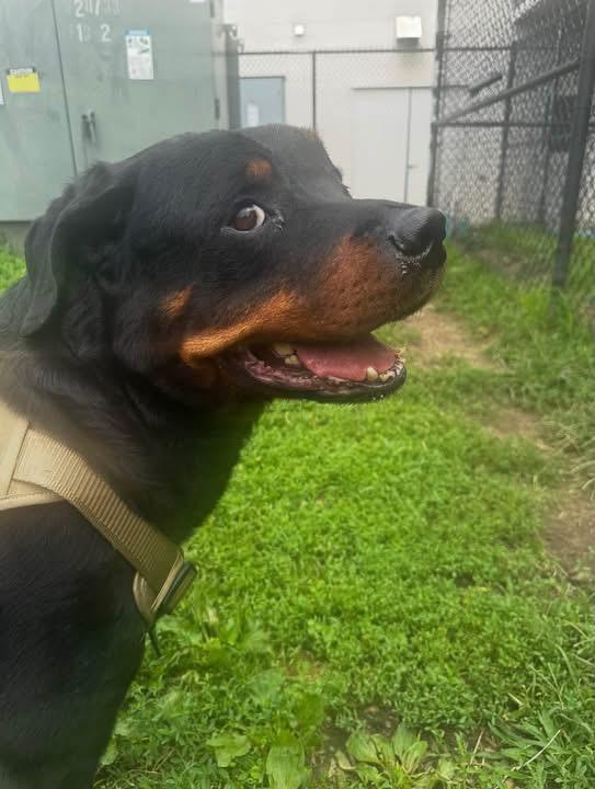 Tito, Adopted, Adult Male Rottweiler.