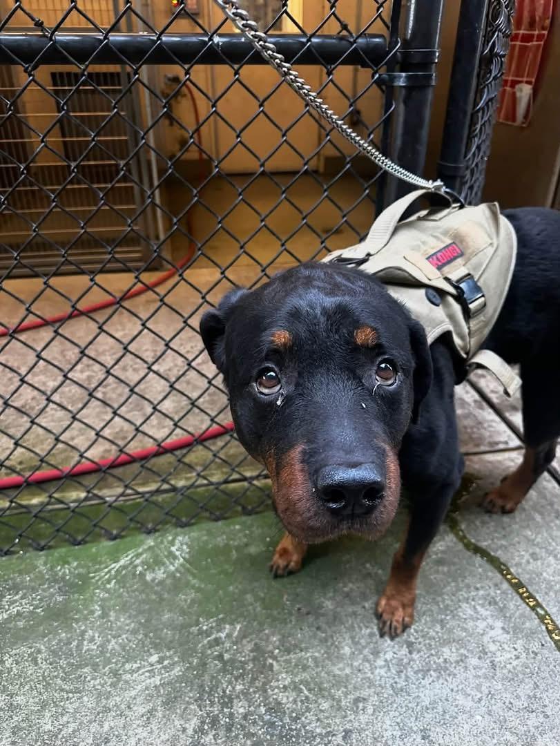 Enlarge Tito, a Adopted Rottweiler in Yonkers, NY image 3/5