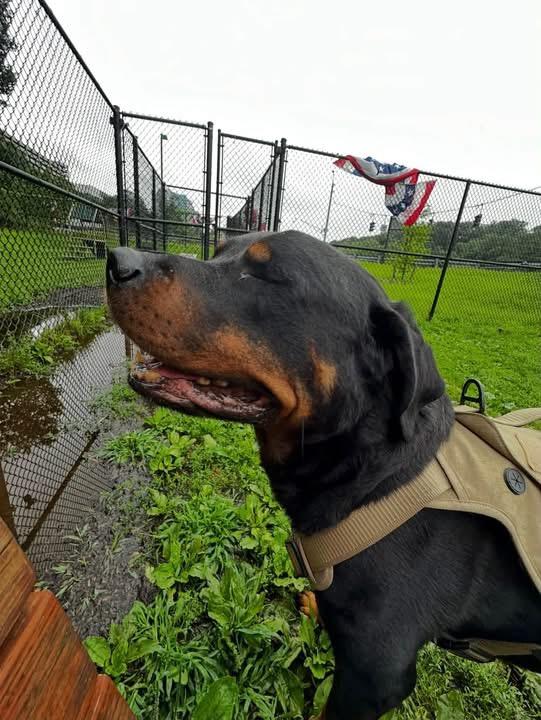 Enlarge Tito, a Adopted Rottweiler in Yonkers, NY image 5/5