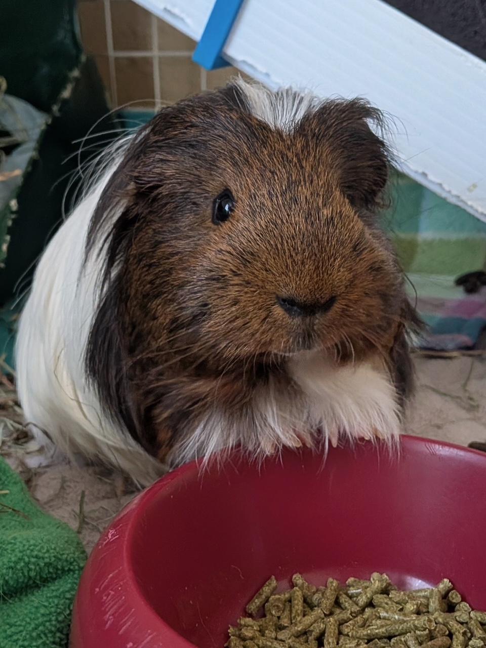 Udon , ADOPTABLE, Young Male Silkie / Sheltie & Rex.