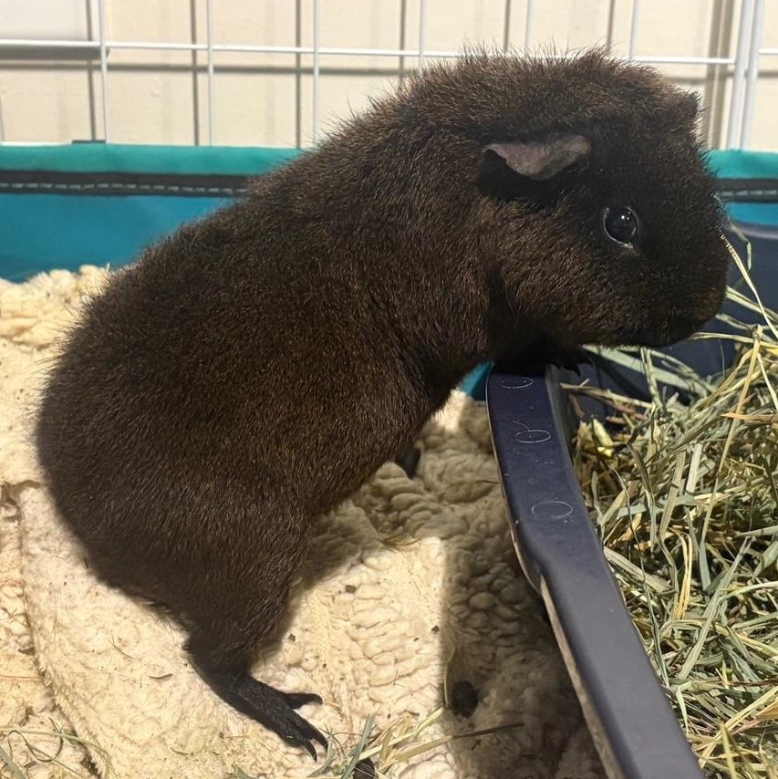 Enlarge Udon , a ADOPTABLE mixed breed in Wellington, CO image 2/3