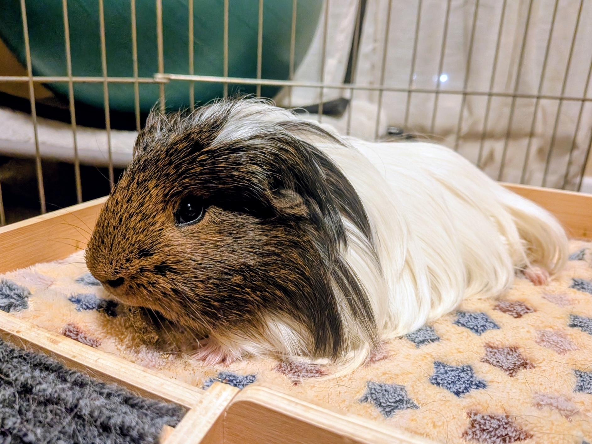 Udon , ADOPTABLE, Young Male Silkie / Sheltie.