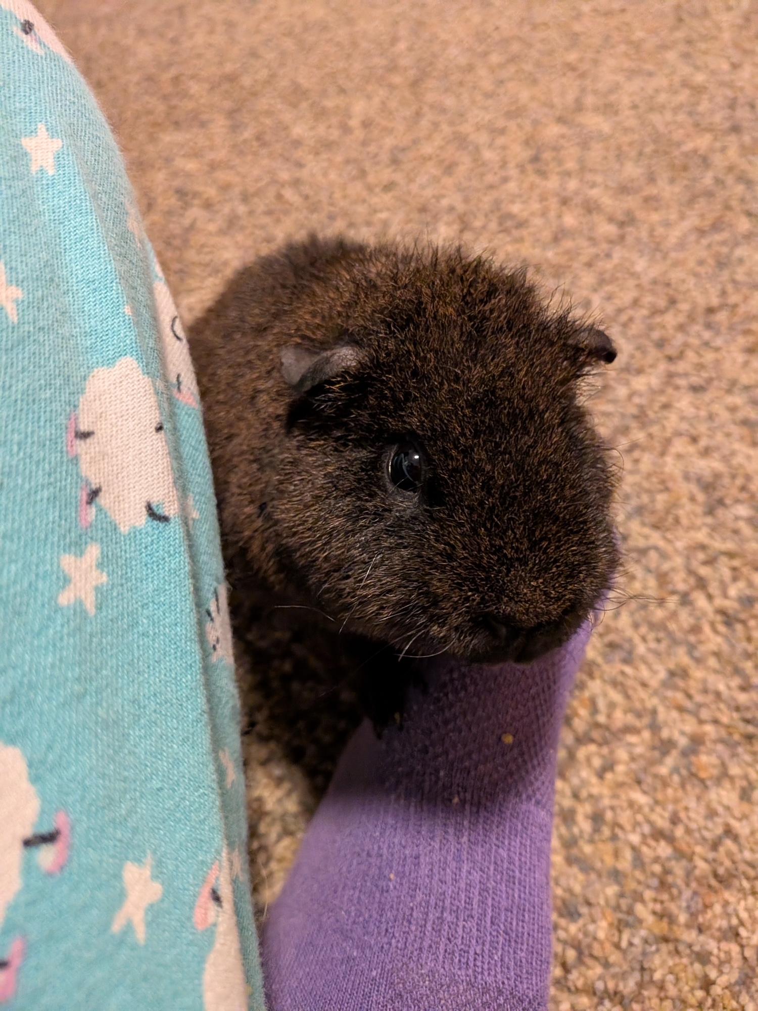 Enlarge Udon , a ADOPTABLE mixed breed in Wellington, CO image 4/4