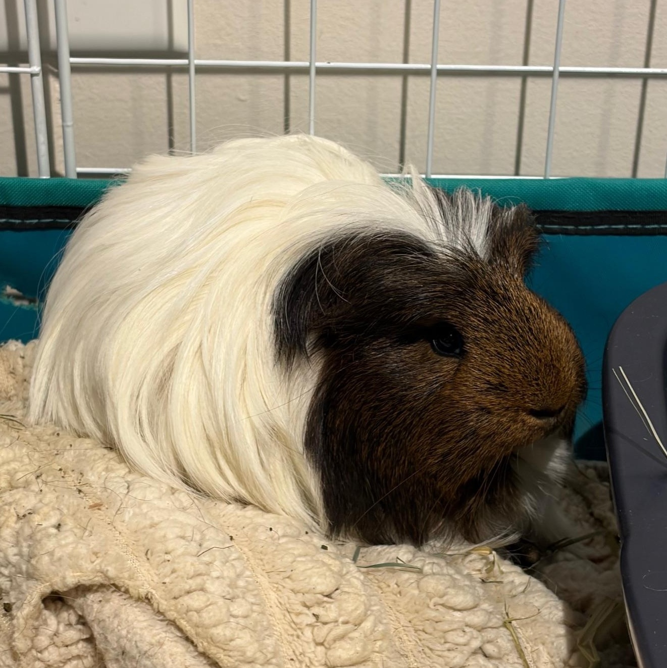 Enlarge Udon , a ADOPTABLE mixed breed in Wellington, CO image 1/3