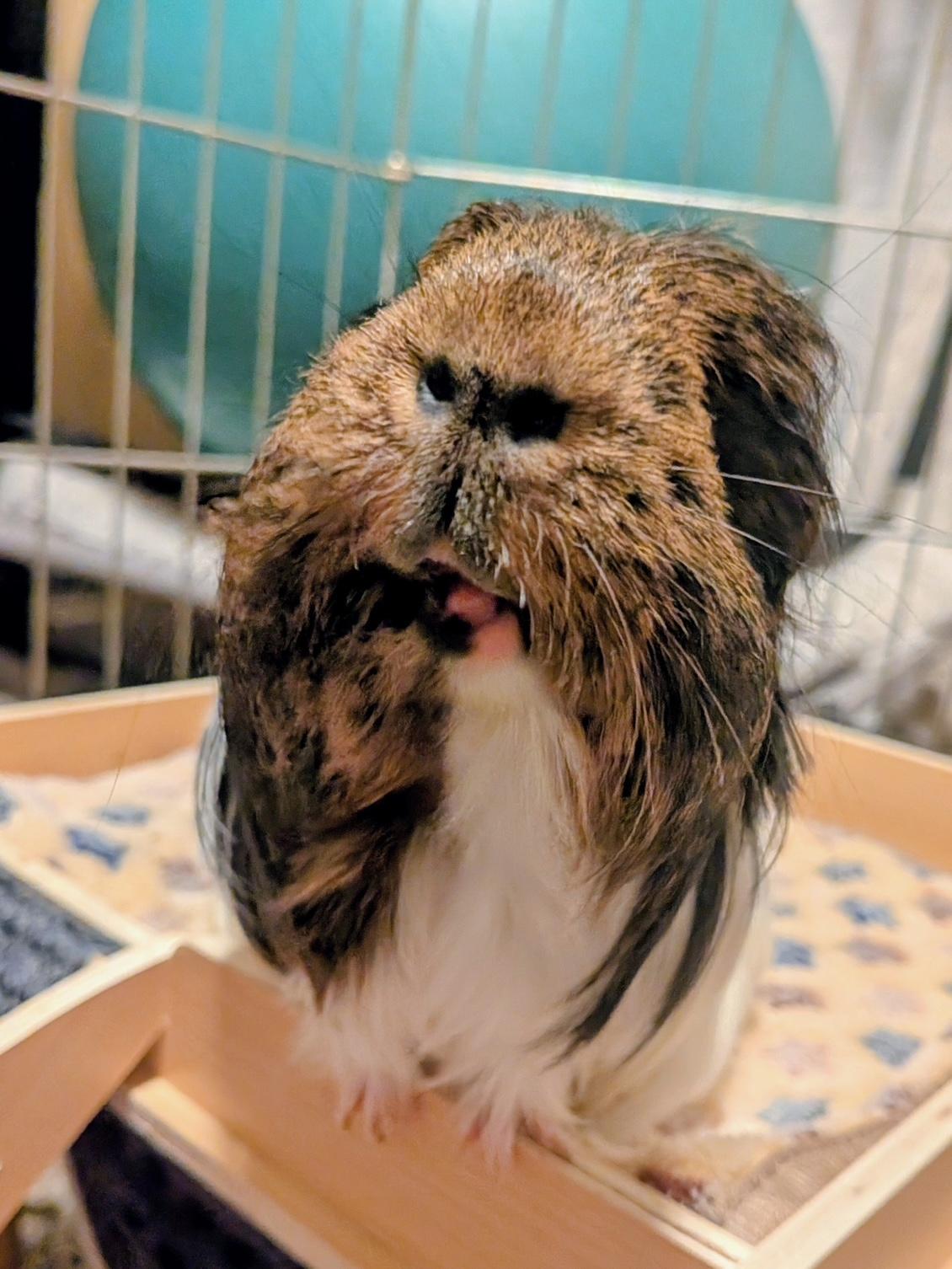 Enlarge Udon , a ADOPTABLE Silkie / Sheltie in Wellington, CO image 2/4