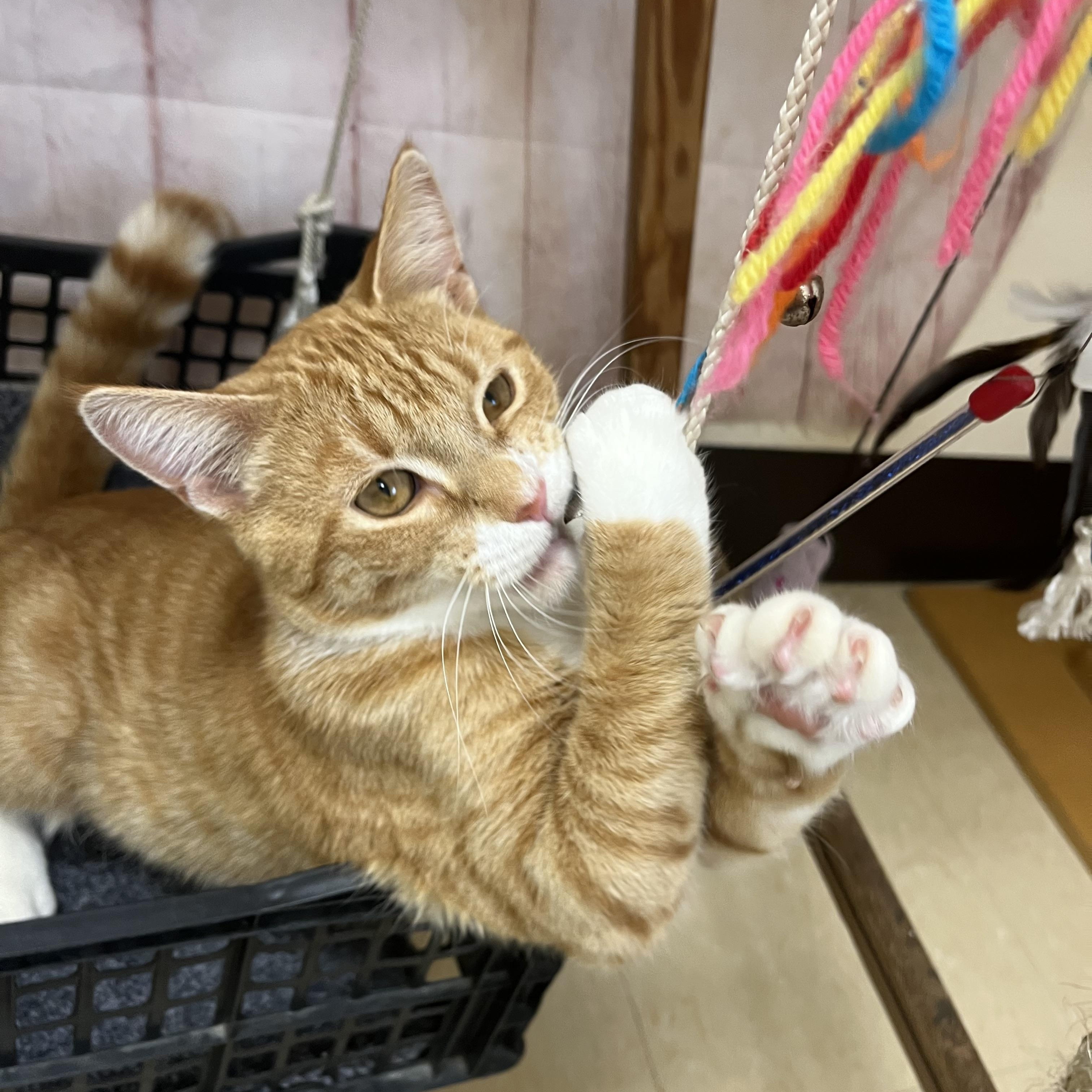 Enlarge Hootenanny, a Adoptable Domestic Short Hair in Red Wing, MN image 4/6