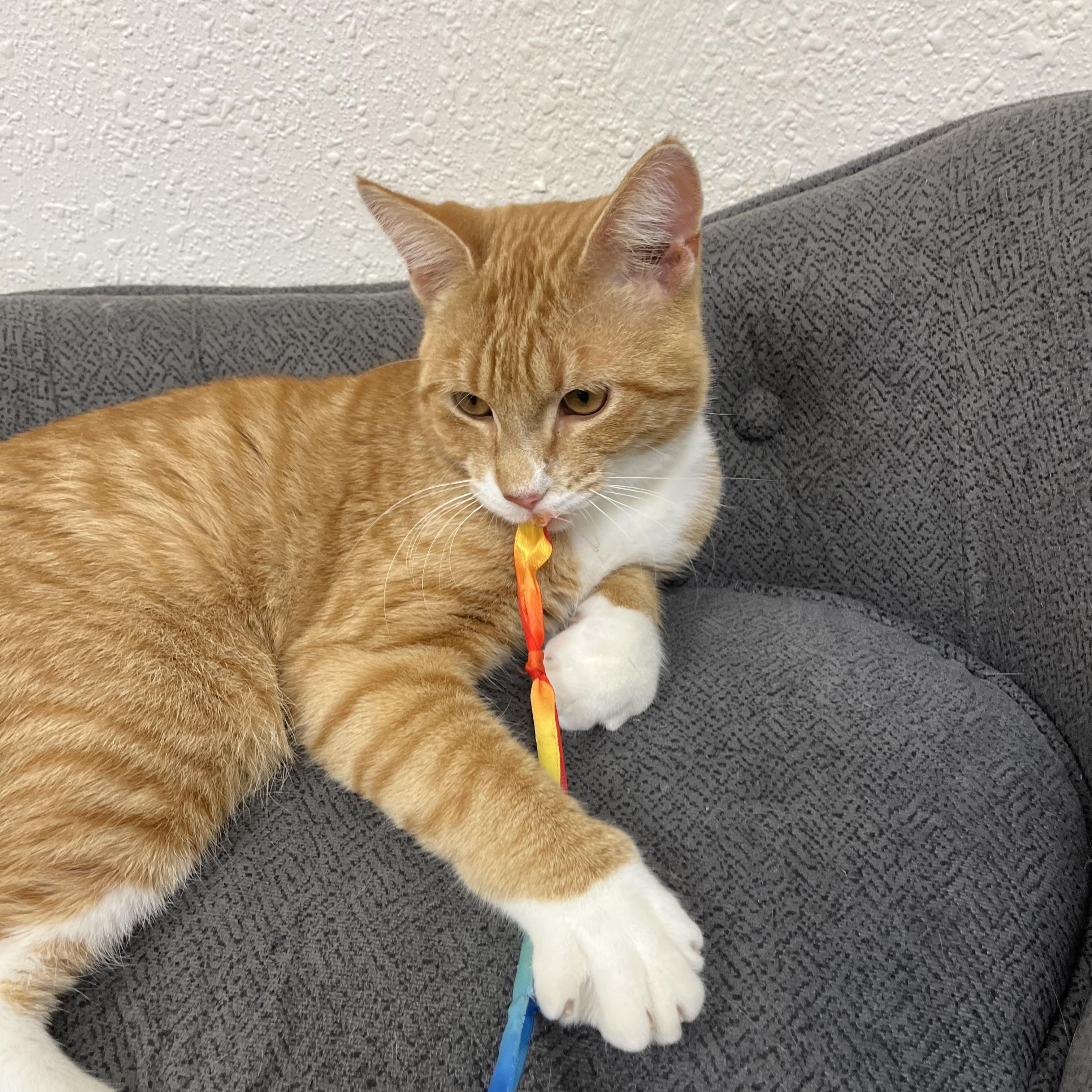 Enlarge Hootenanny, a Adoptable Domestic Short Hair in Red Wing, MN image 2/6
