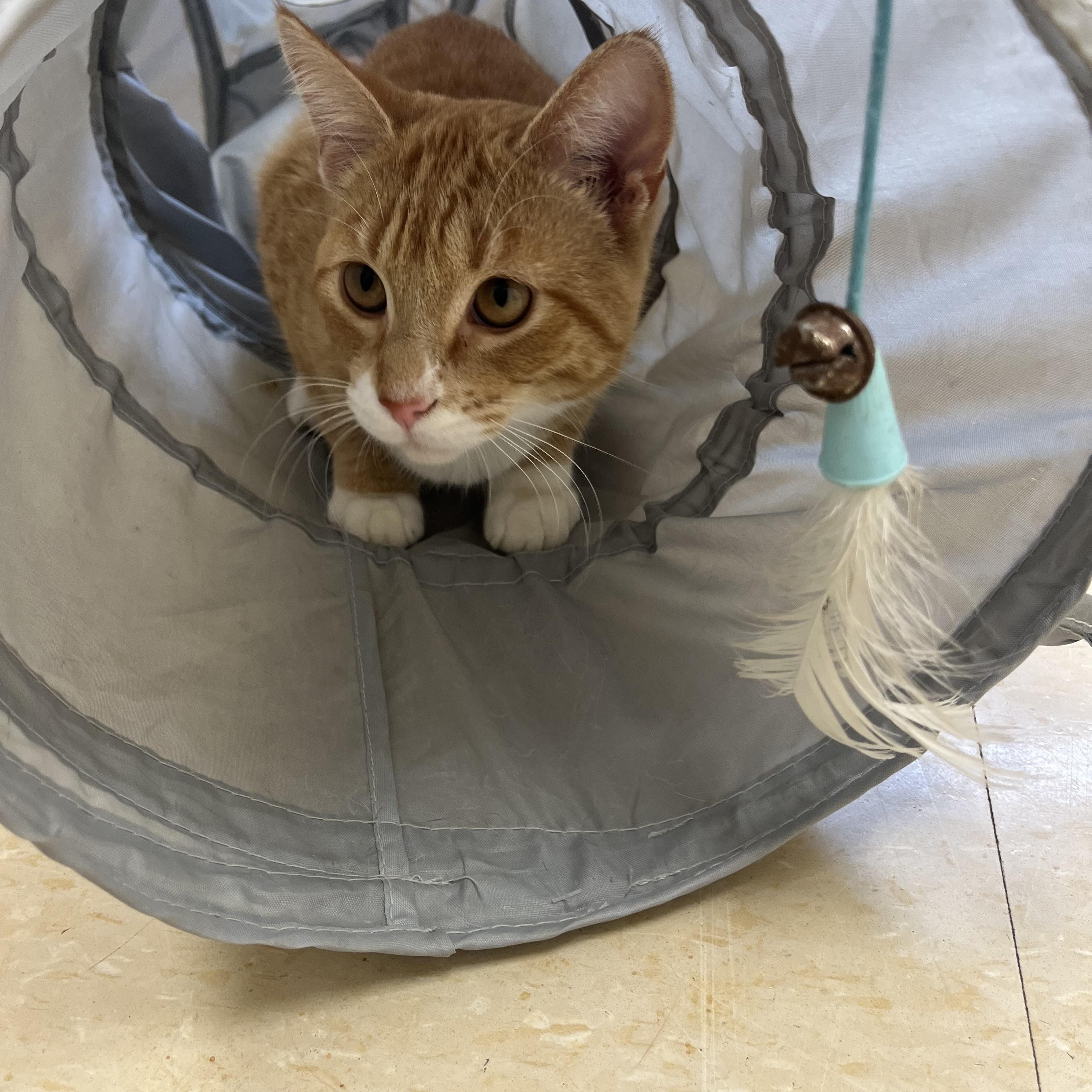 Enlarge Hootenanny, a Adoptable Domestic Short Hair in Red Wing, MN image 5/6
