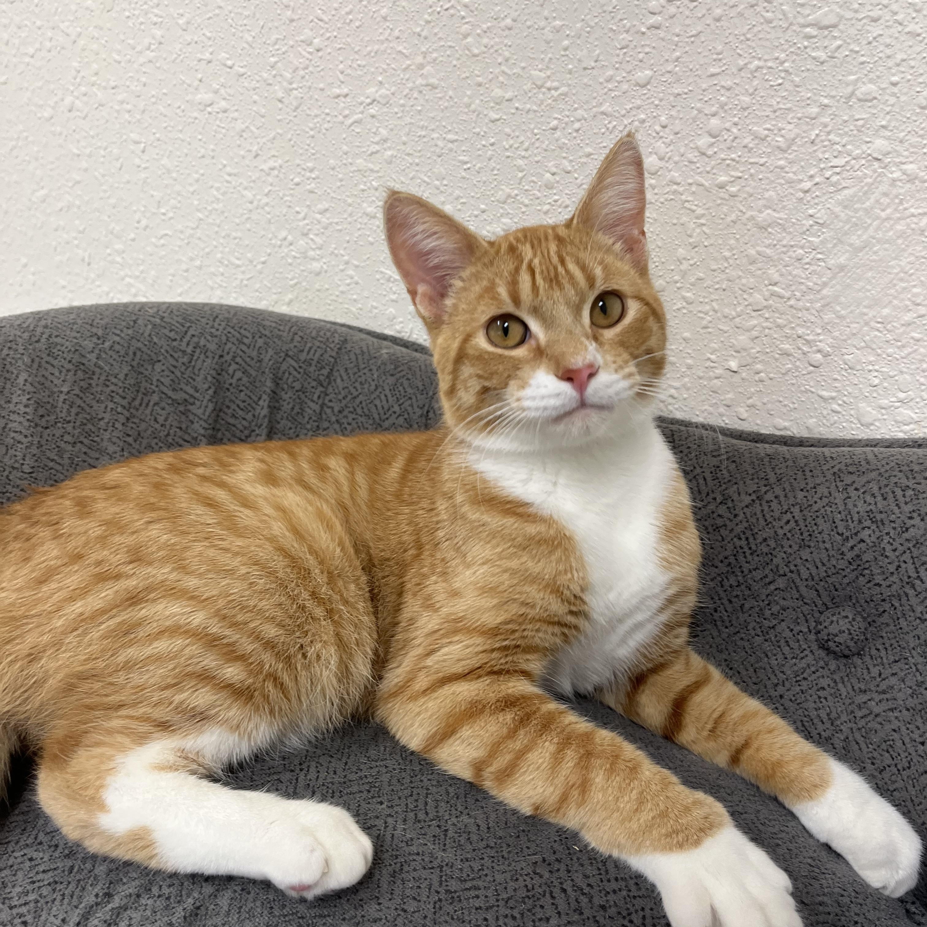 Hootenanny, Adoptable, Young Male Domestic Short Hair.