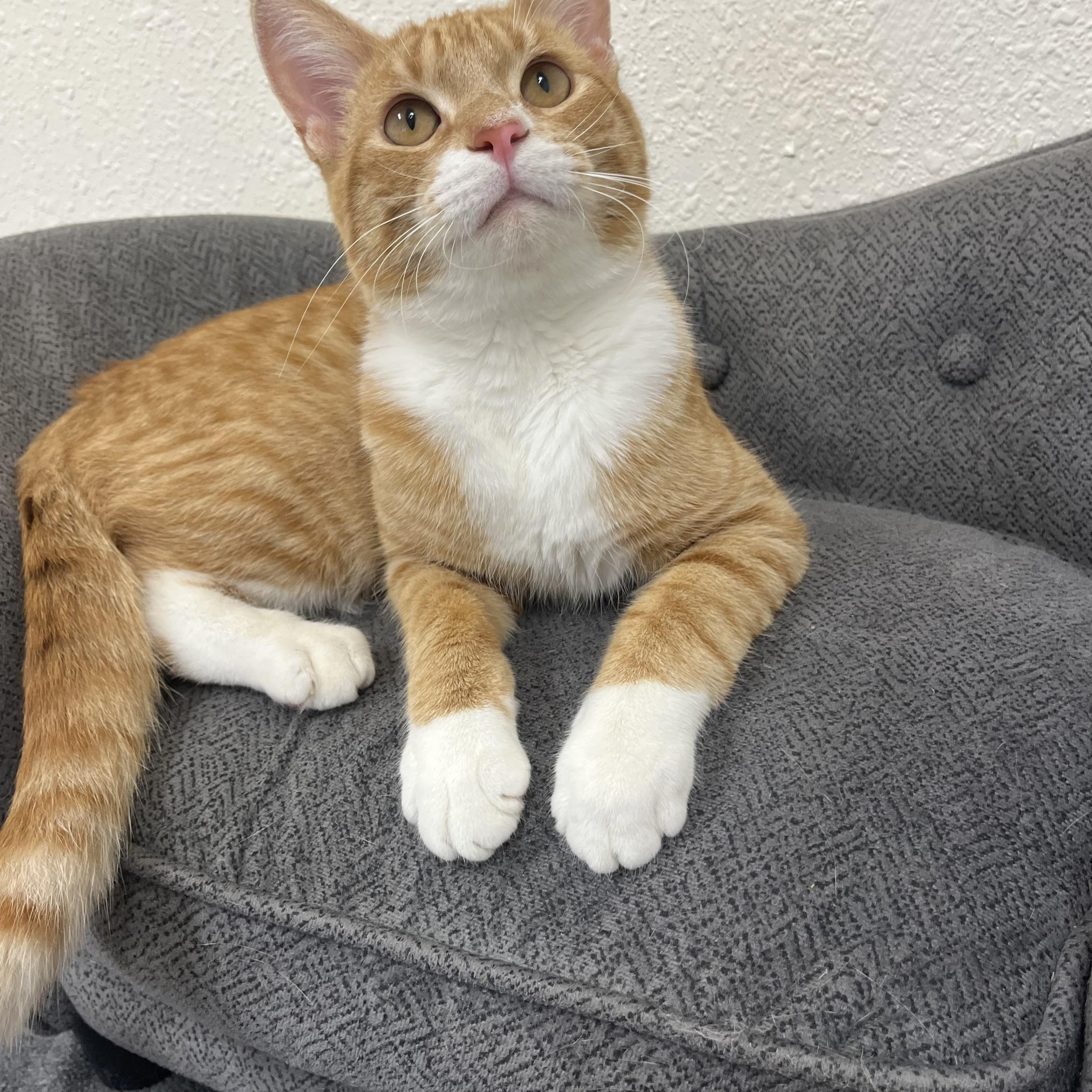 Enlarge Hootenanny, a Adoptable Domestic Short Hair in Red Wing, MN image 6/6