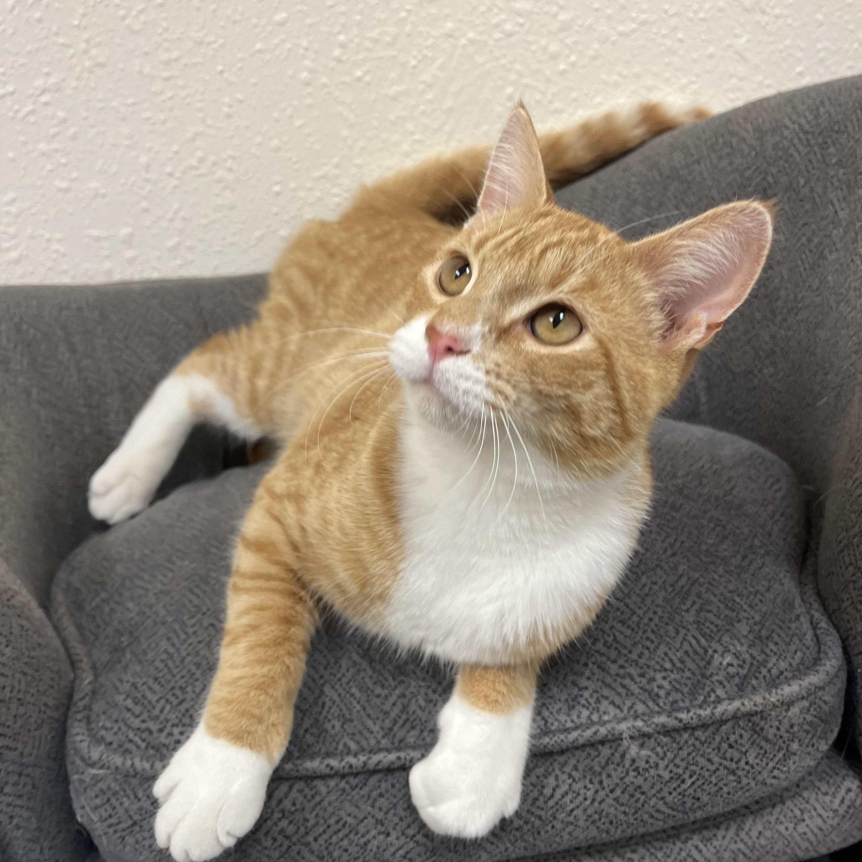 Enlarge Hootenanny, a Adoptable Domestic Short Hair in Red Wing, MN image 3/6
