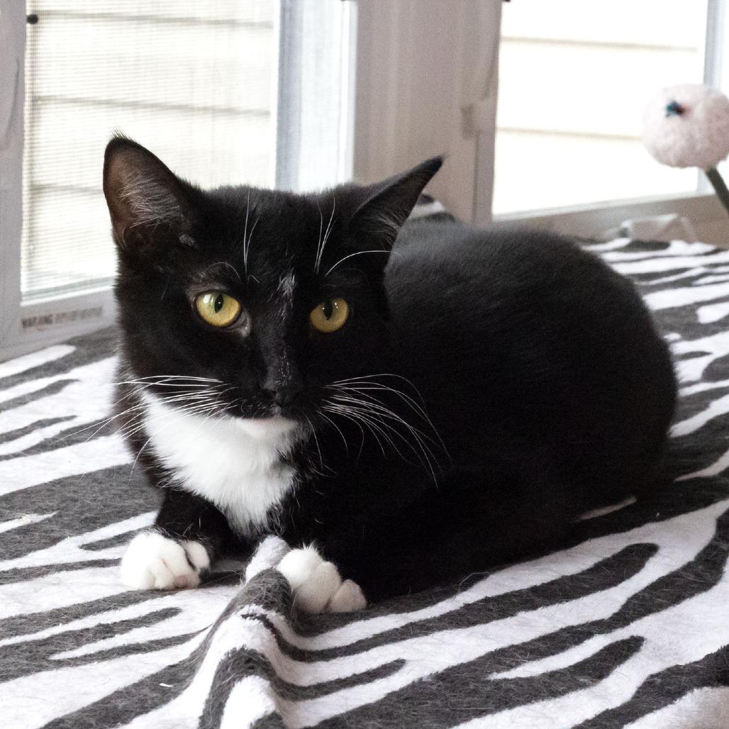 Teeny, Adoptable, Adult Female Domestic Short Hair.