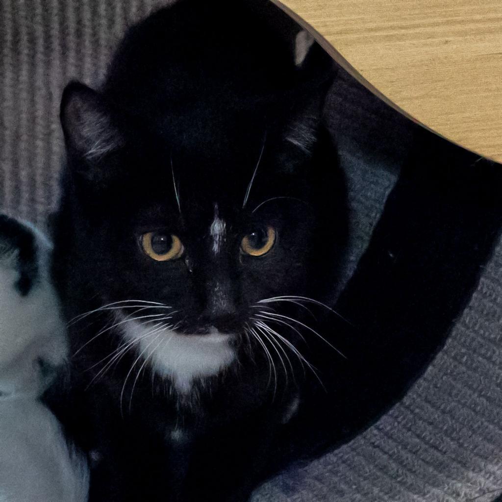 Enlarge Teeny, a Adoptable Domestic Short Hair in McKean, PA image 2/4