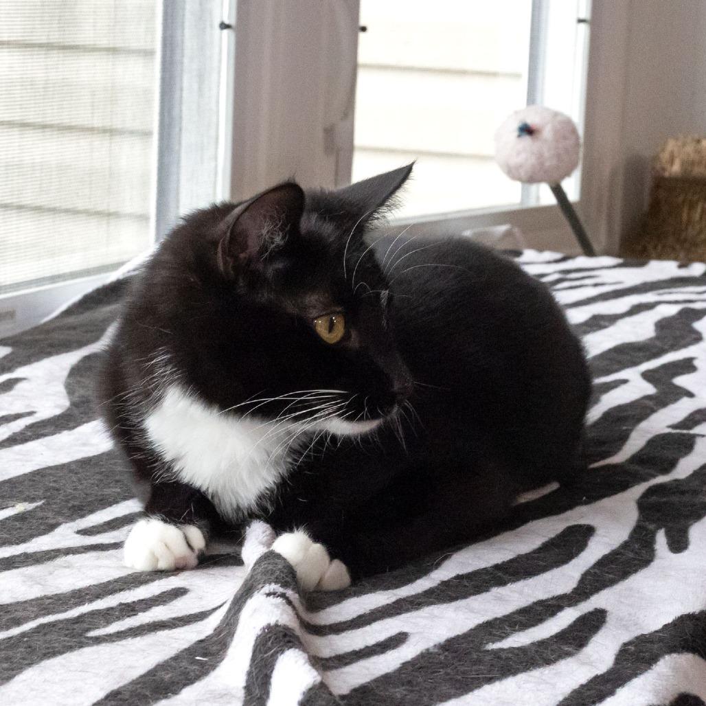 Enlarge Teeny, a Adoptable Domestic Short Hair in McKean, PA image 3/4