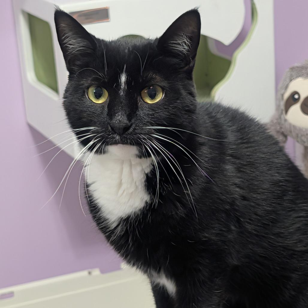Teeny, a Adoptable Domestic Short Hair in McKean, PA image 3/4