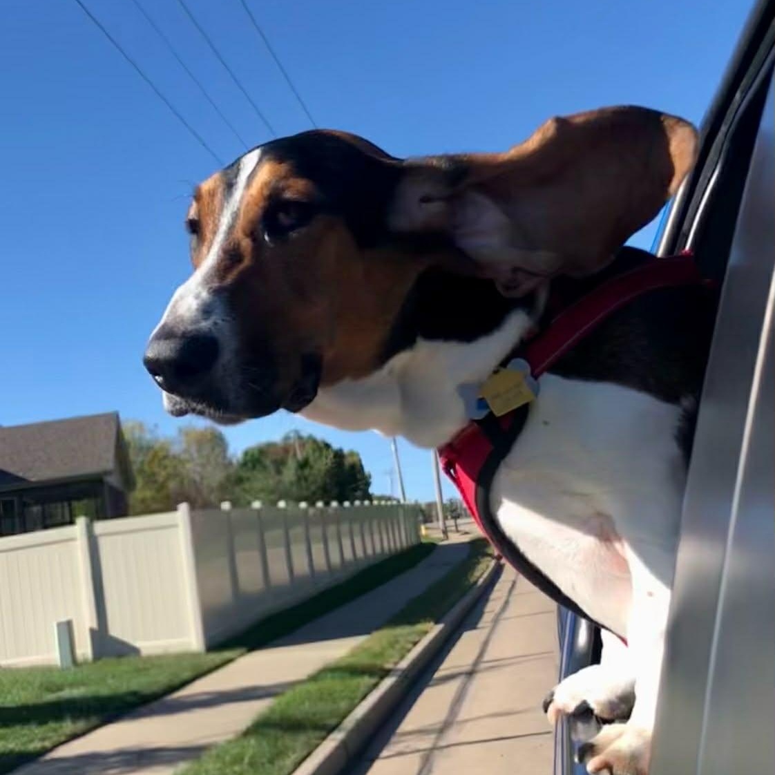 Bailey, Adoptable, Adult Female Basset Hound.