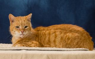 Enlarge Machine Gum Kelly, a Adoptable mixed breed in Chesapeake, VA image 1/3