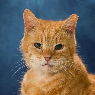 Enlarge Machine Gum Kelly, a Adoptable mixed breed in Chesapeake, VA image 2/3