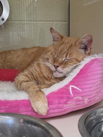 Enlarge Machine Gum Kelly, a Adoptable mixed breed in Chesapeake, VA image 3/3