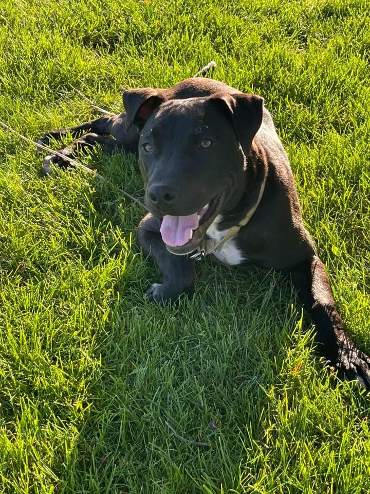 Dice, Adoptable, Puppy Male Mixed Breed.