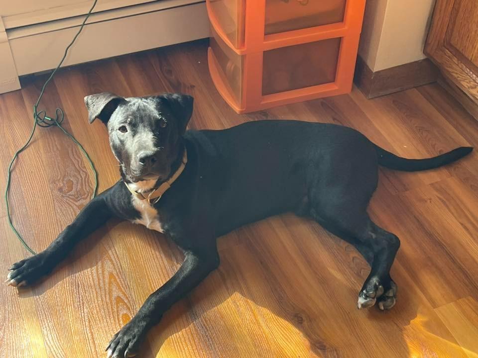 Dice, a Adoptable mixed breed in Fond Du Lac, WI image 2/4