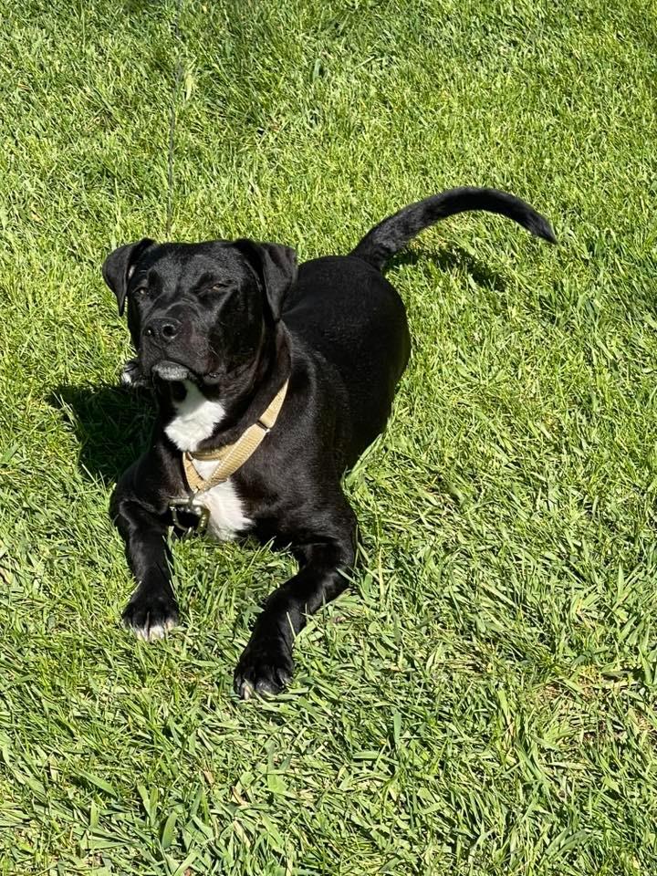 Dice, a Adoptable mixed breed in Fond Du Lac, WI image 3/4