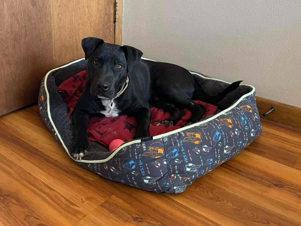 Dice, a Adoptable mixed breed in Fond Du Lac, WI image 4/4