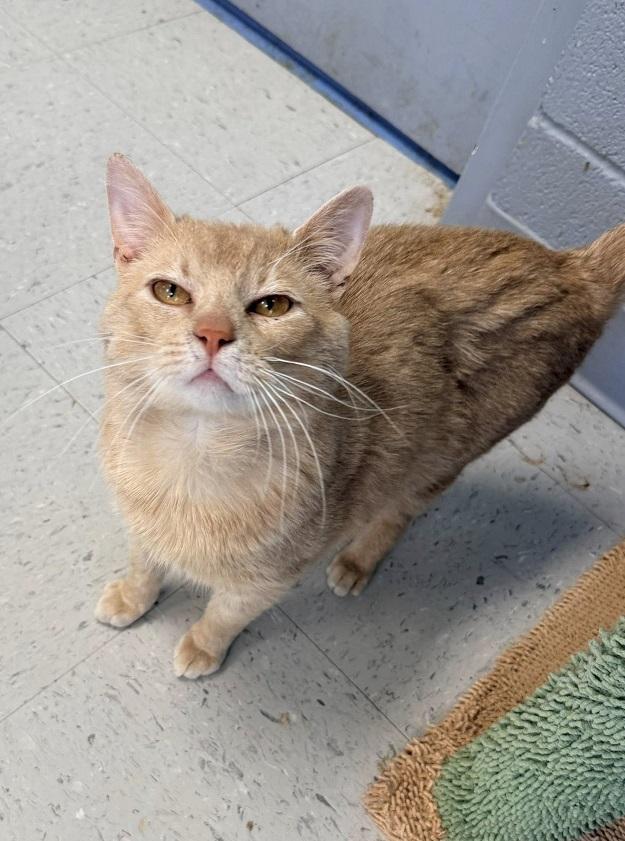 Enlarge NAMOR, a ADOPTABLE Tabby in Pegram, TN image 1/1