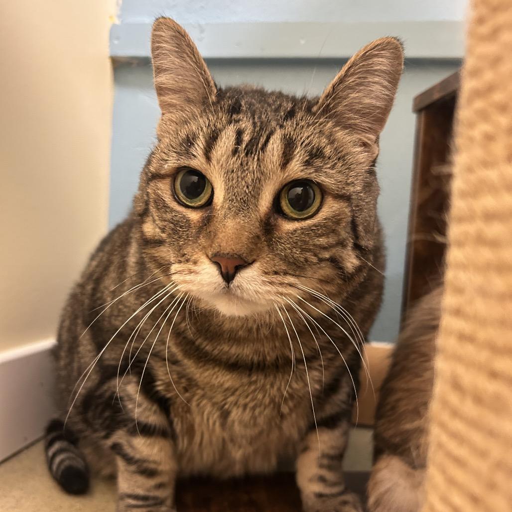 Swirly, Adoptable, Senior Female Domestic Short Hair.