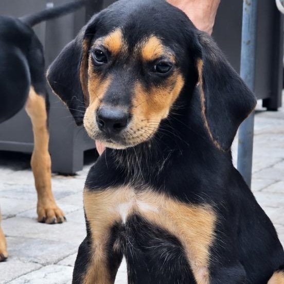 Devon, Adoptable, Young Male Black and Tan Coonhound & Beagle.