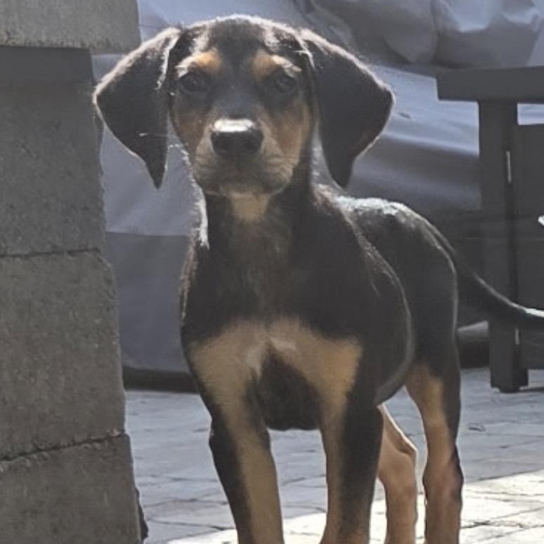 Enlarge Devon, a Adoptable mixed breed in Calabash, NC image 3/3