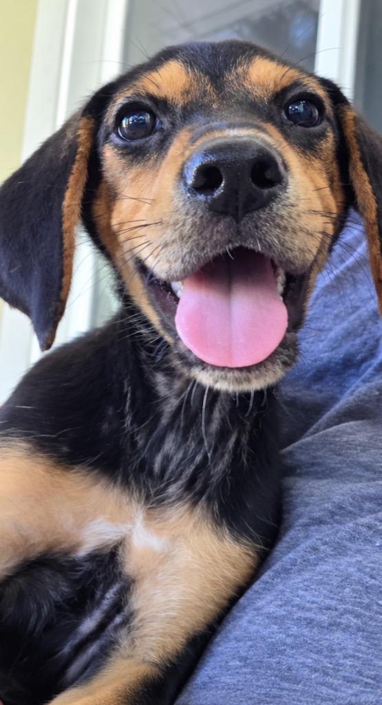 Enlarge Devon, a Adoptable mixed breed in Calabash, NC image 2/3