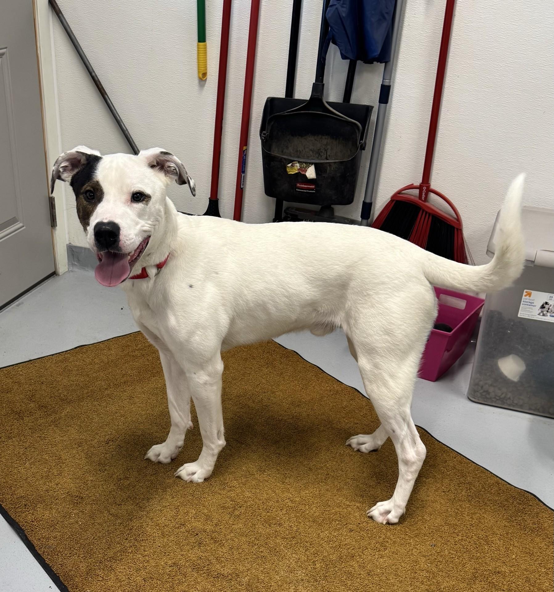 Enlarge Petey, a Adoptable mixed breed in Morris, MN image 2/4