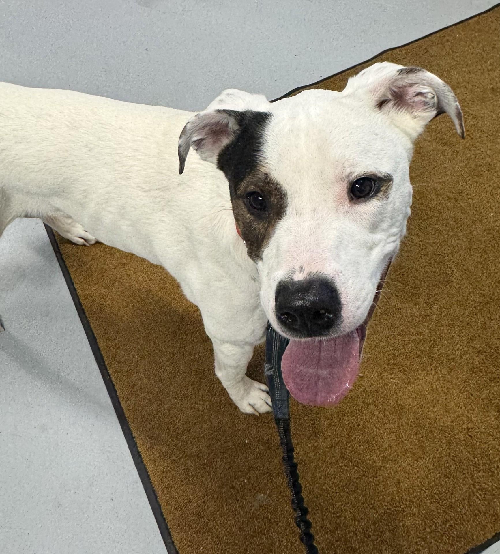 Enlarge Petey, a Adoptable mixed breed in Morris, MN image 4/4