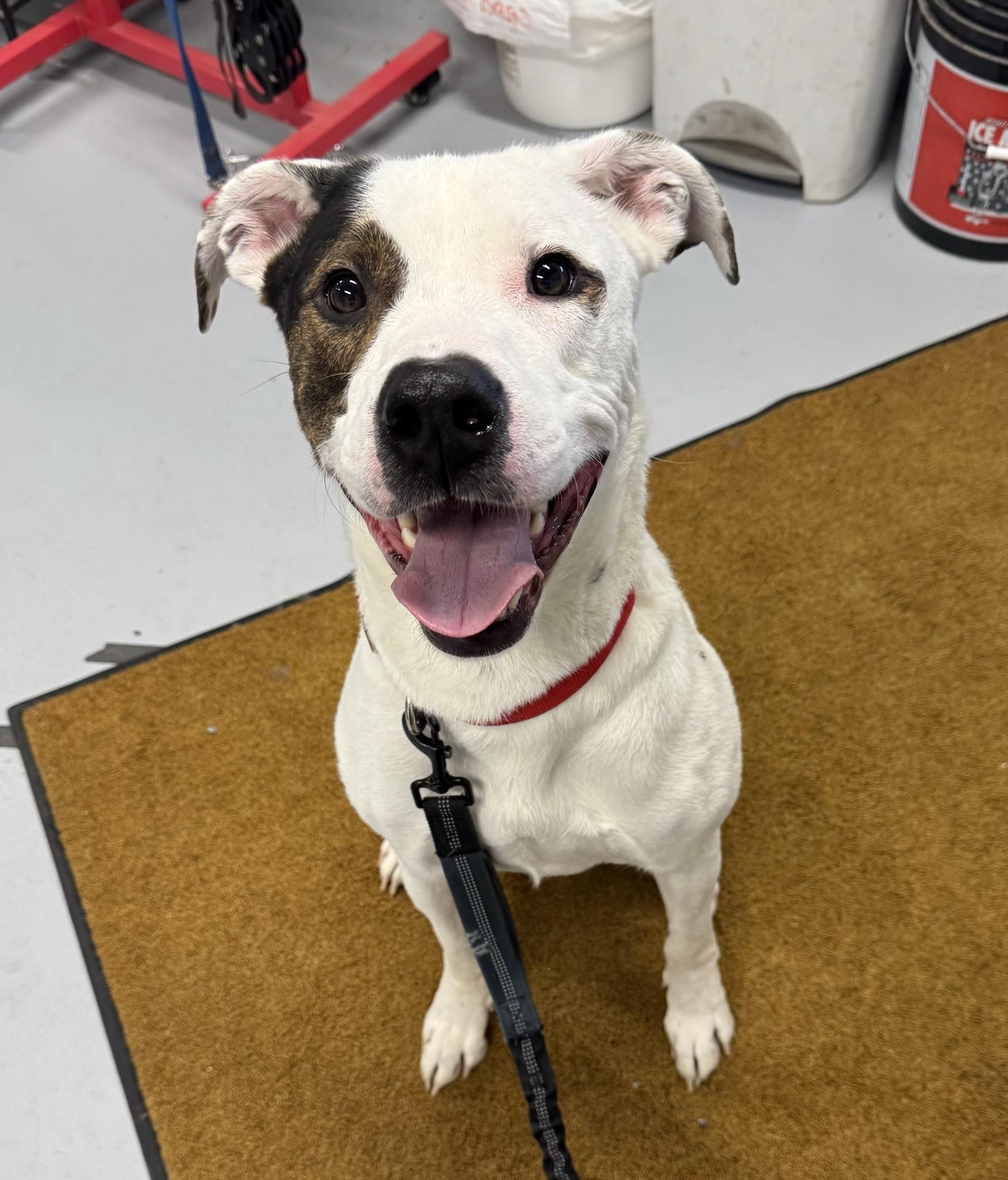 Enlarge Petey, a Adoptable mixed breed in Morris, MN image 1/4