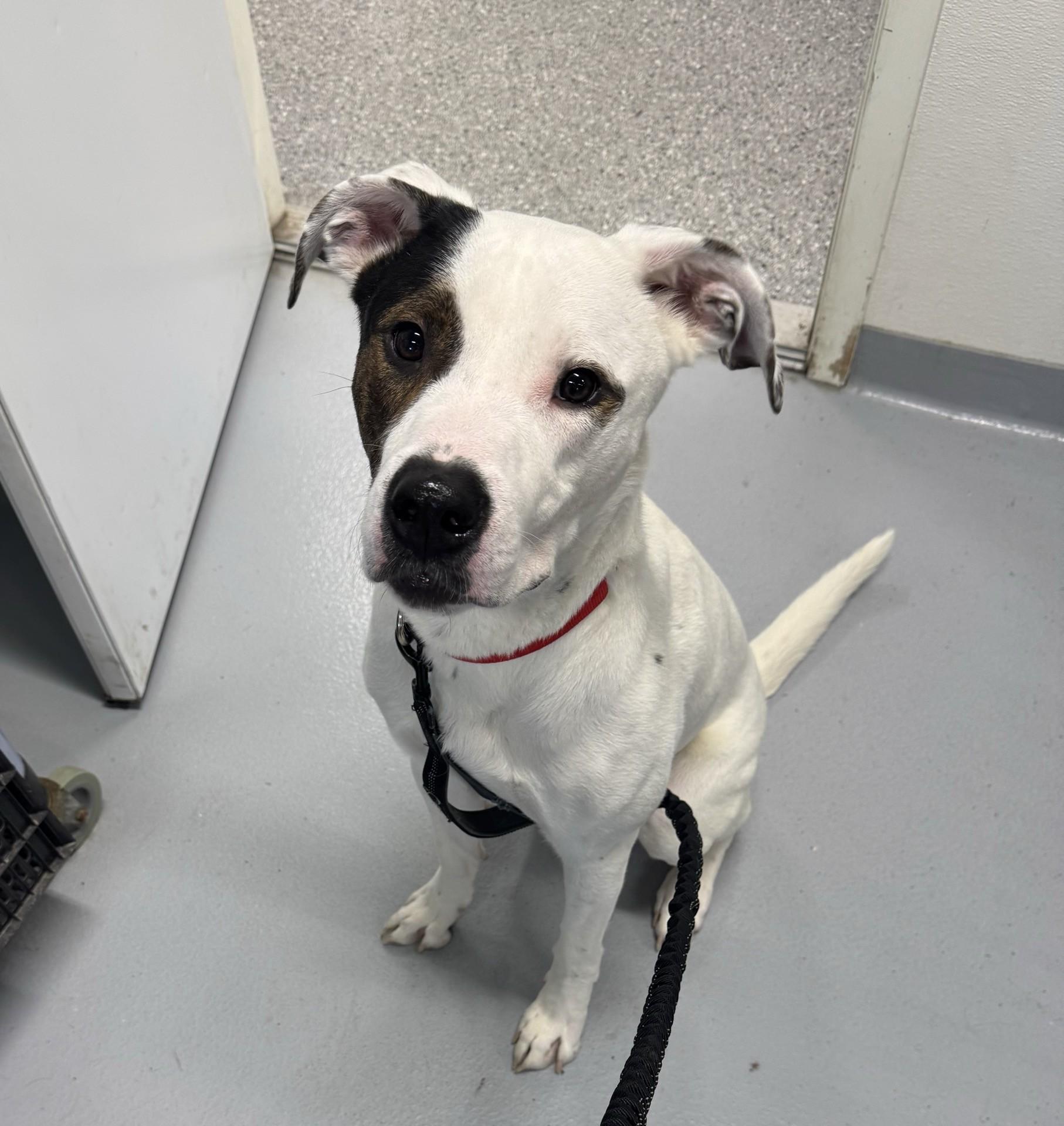 Enlarge Petey, a Adoptable mixed breed in Morris, MN image 3/4