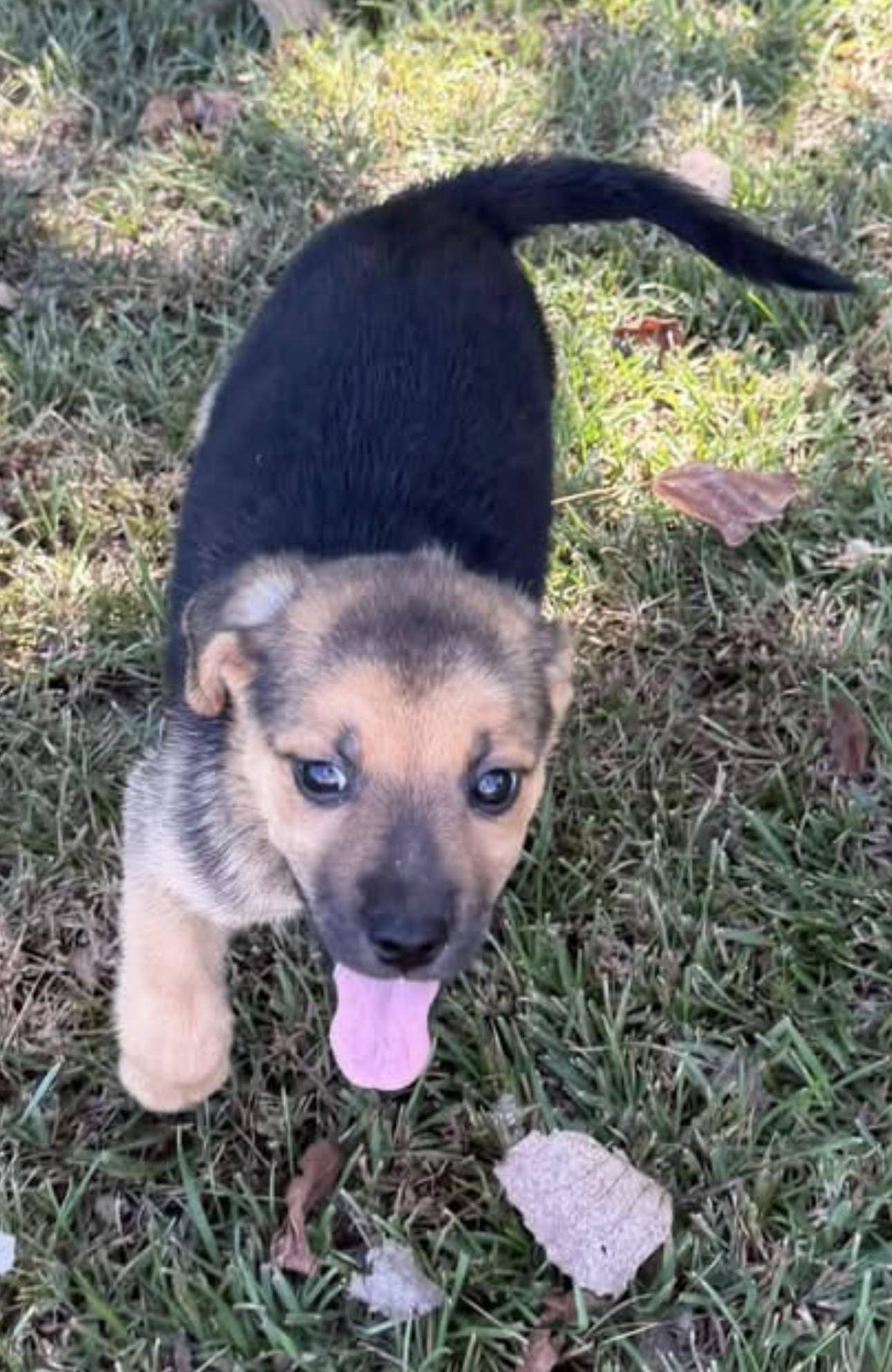 Rosie, Adoptable, Young Female Mixed Breed.