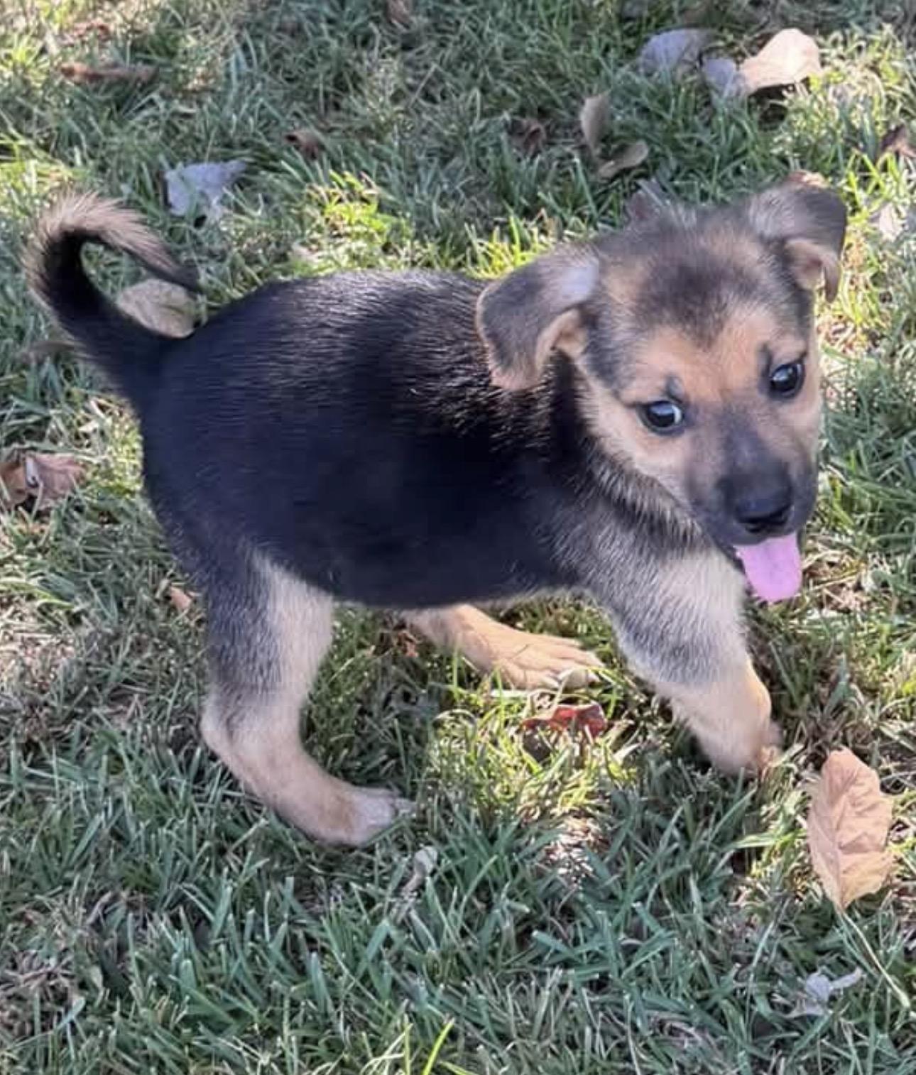 Enlarge Rosie, a Adoptable Mixed Breed in Vicksburg, MS image 2/2