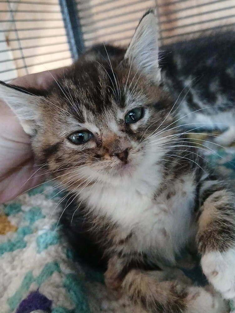Lafayette, Adoptable, Kitten Male Domestic Medium Hair.