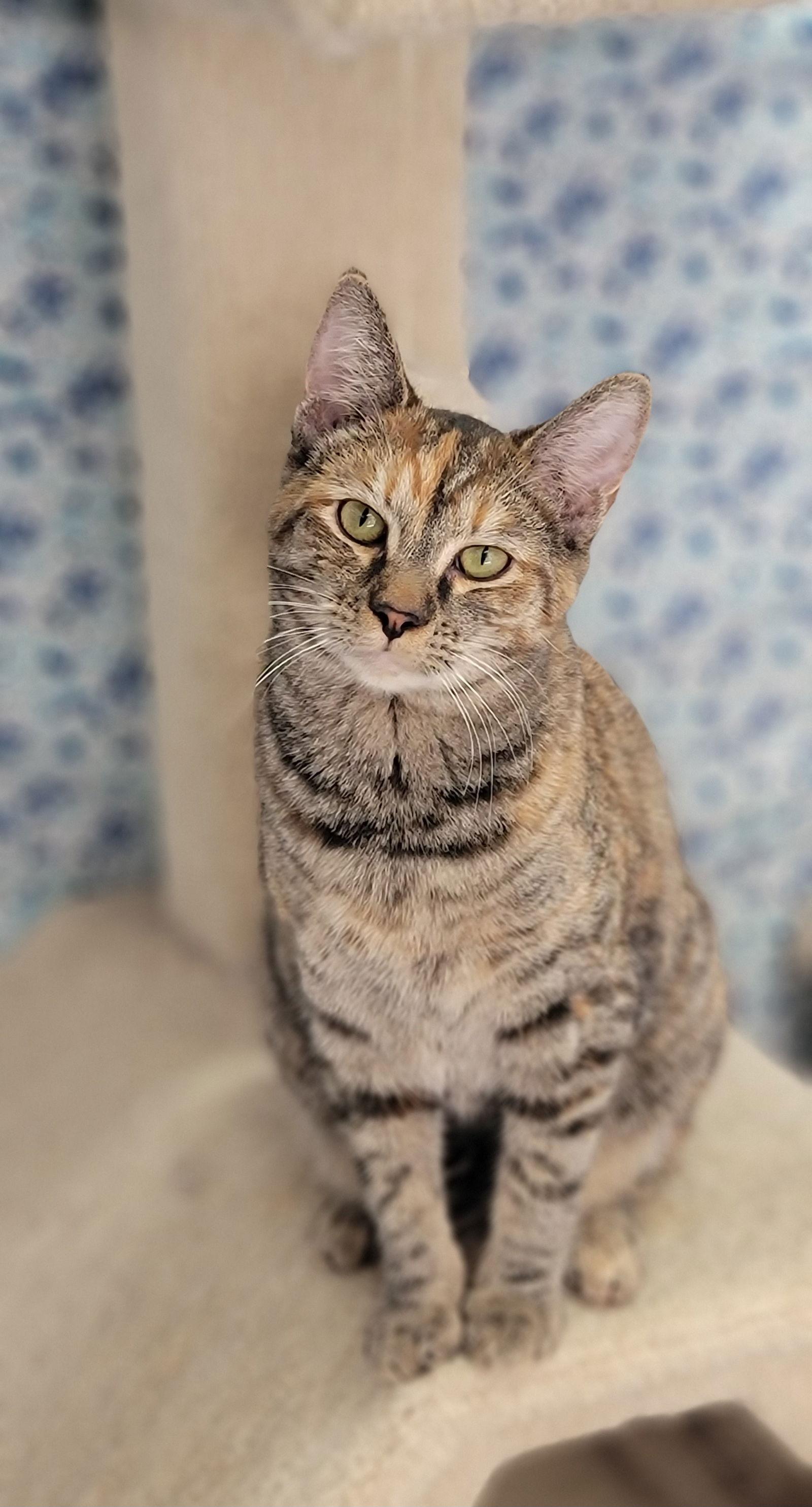 Parmesan, Adoptable, Young Female Domestic Short Hair.