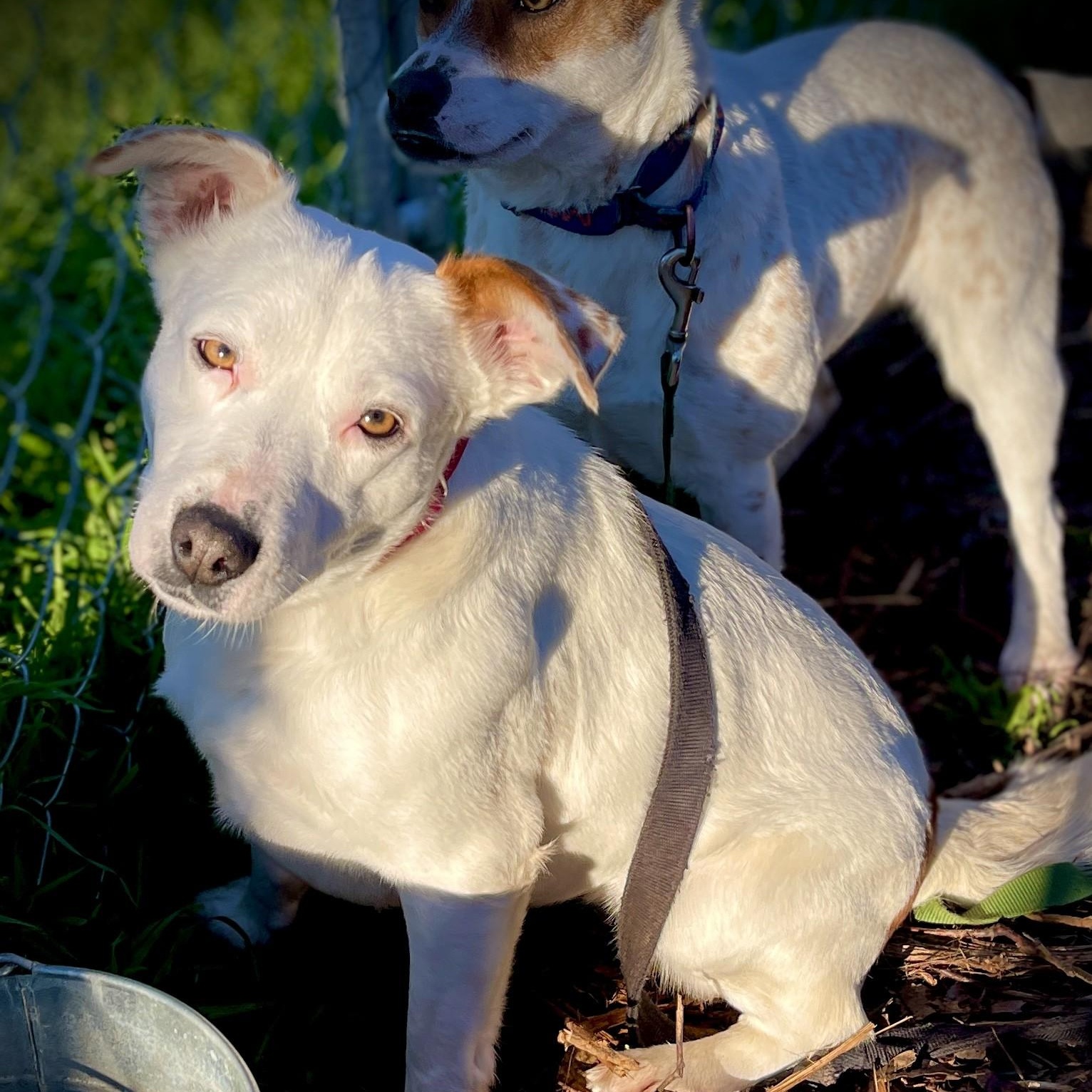 Enlarge Freckles, an adopted mixed breed in San Andreas, CA image 1/4