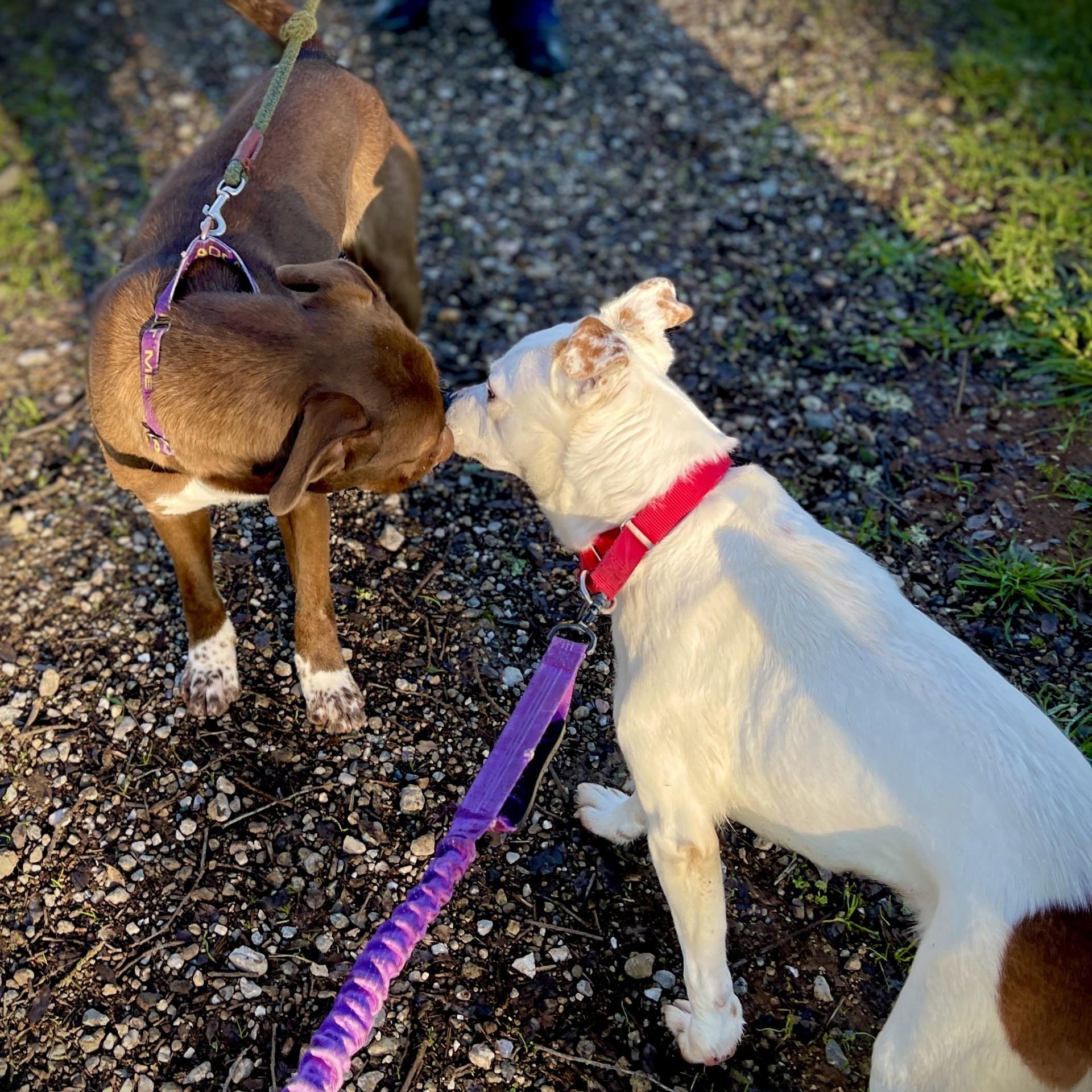 Enlarge Freckles, an adopted mixed breed in San Andreas, CA image 2/4