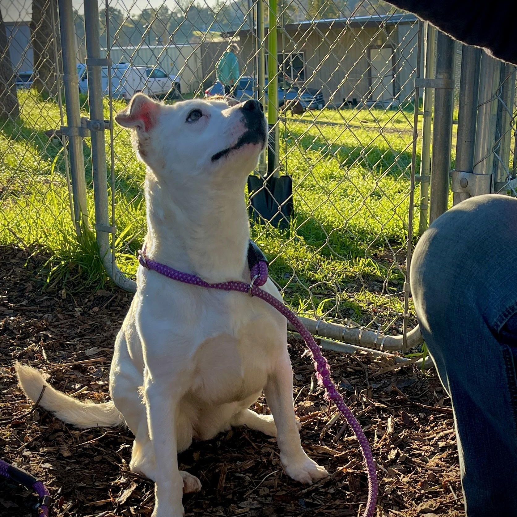 Enlarge Freckles, an adopted mixed breed in San Andreas, CA image 3/4